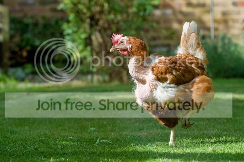 Chickens-6.jpg