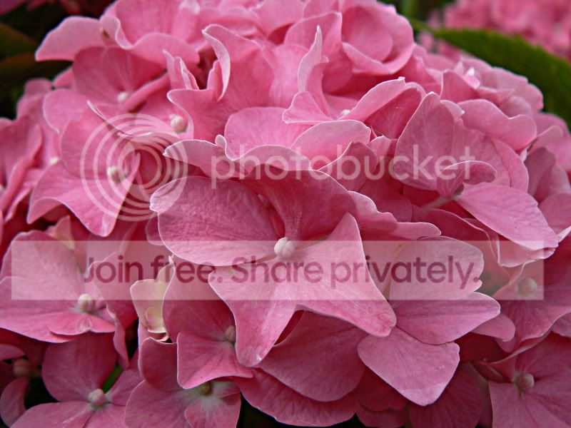 Hydrangea.jpg