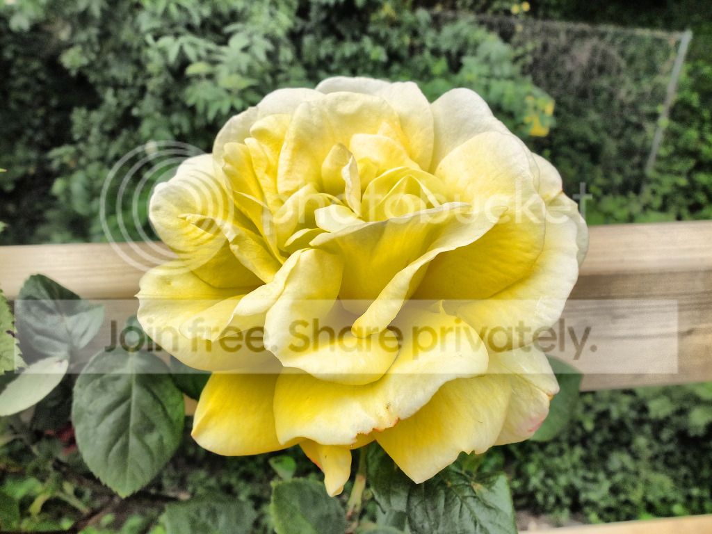 SimpleYellowFlowerWideView.jpg