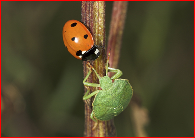 Seven-spotLadybirdGreenShieldBug1.jpg