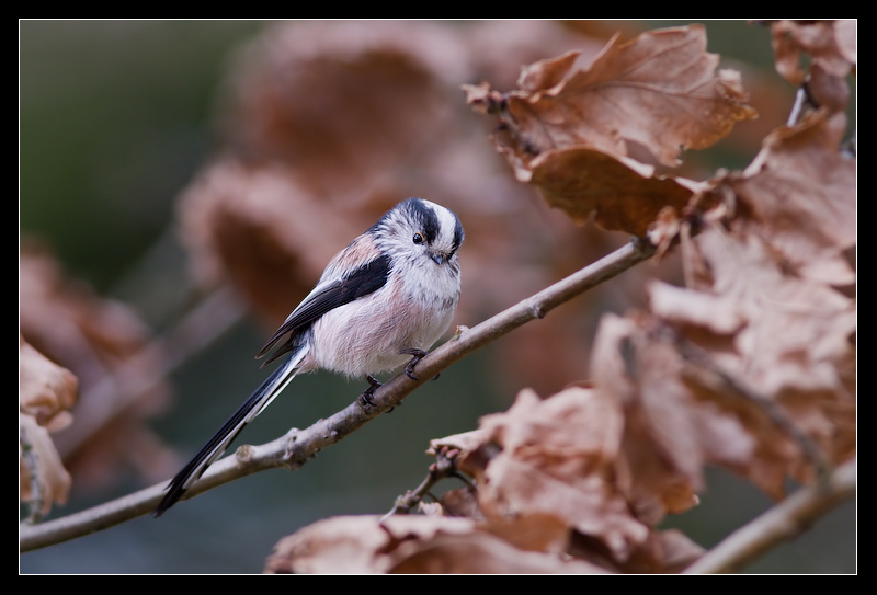Leroy_the_Longtailtit_by_MessiahKhan.jpg