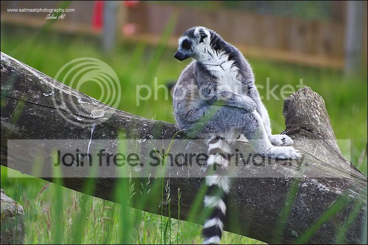 Lemur.jpg