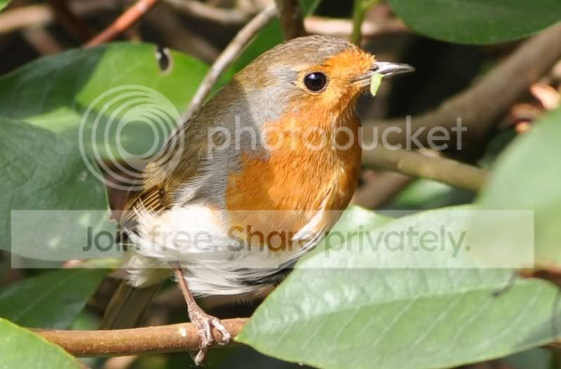 robincrop.jpg
