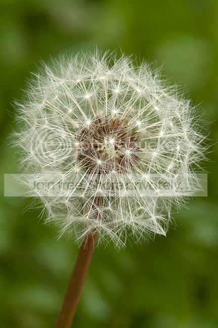 Dandilion.jpg