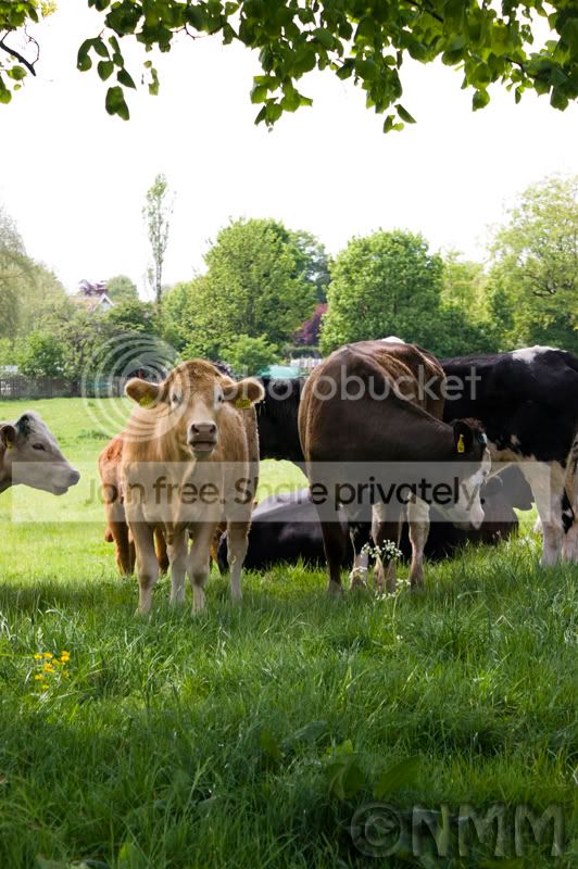 cows.jpg