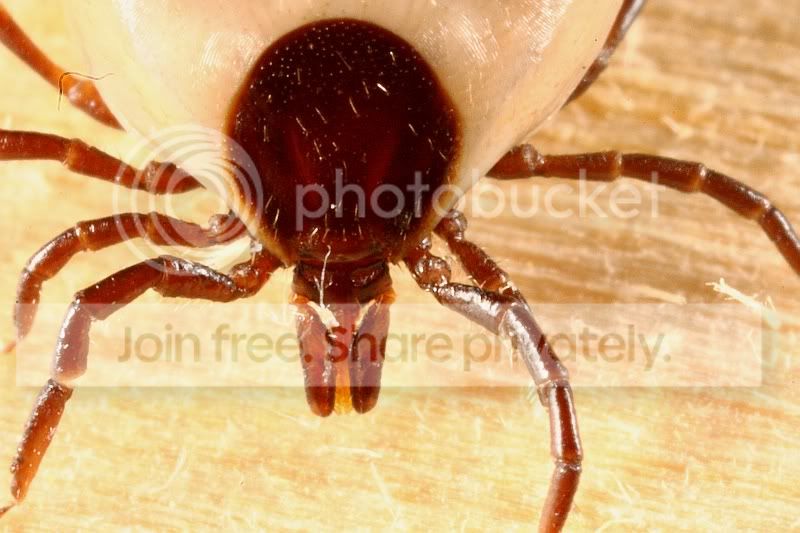 Tick_closeup.jpg
