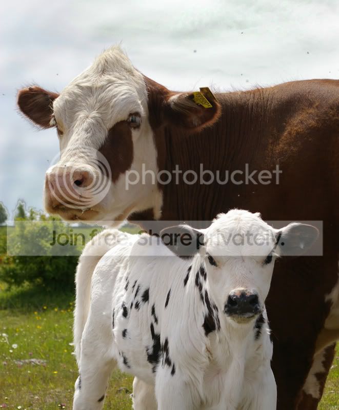cows.jpg