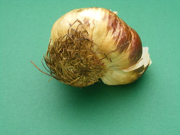 garlic.jpg