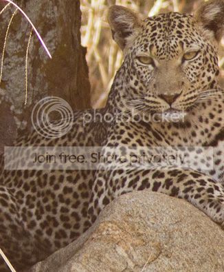 leopard_zps7e9c0918.jpg