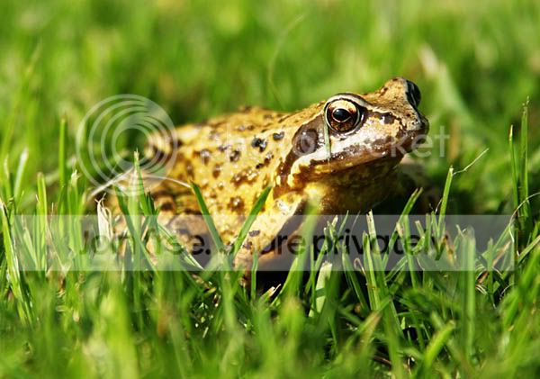 200409-Frog2modsmall.jpg