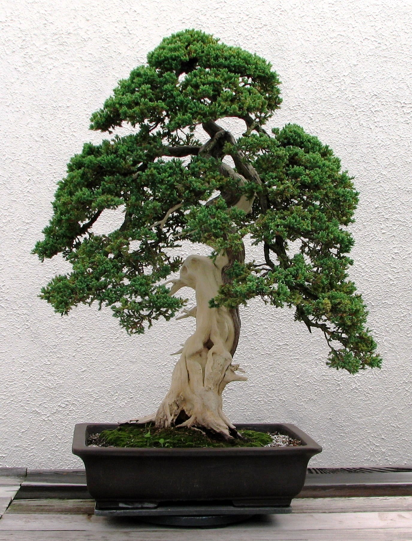 Dwarf_Japanese_Juniper,_1975-2007.jpg