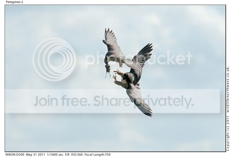 Peregrines2.jpg