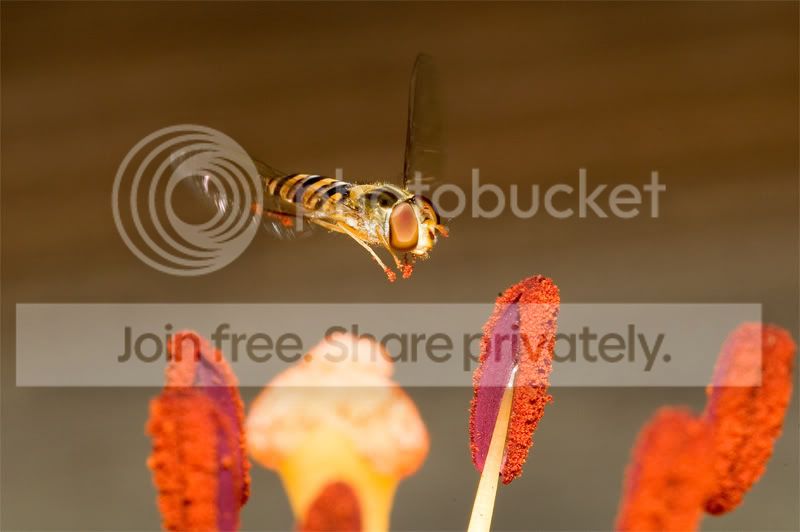 hoverfly1.jpg