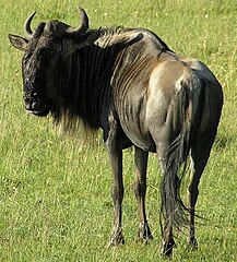 217px-Gnu.jpg