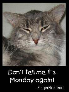 monday_again_cat_photo.JPG