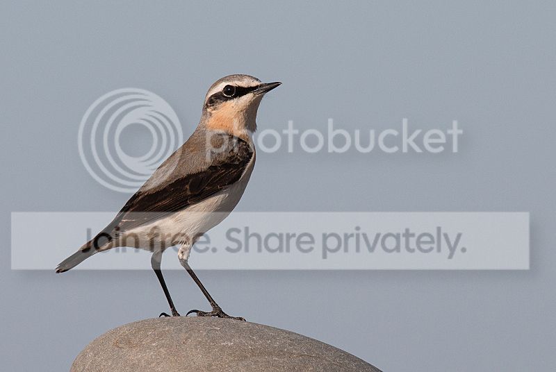 _MG_0961_Wheatear.jpg