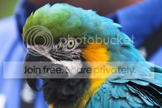 parrotblue.jpg