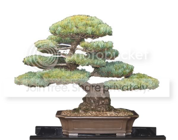 bonsaiwhite.jpg