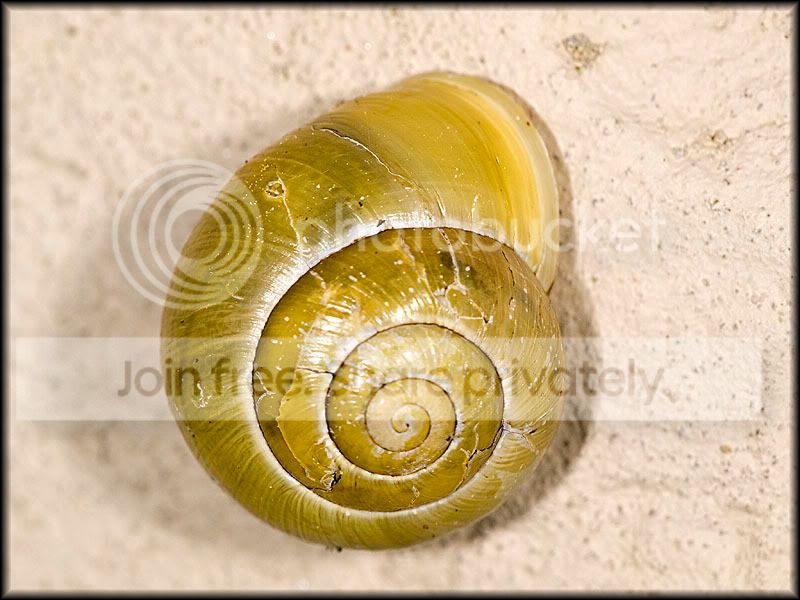 snail_1.jpg