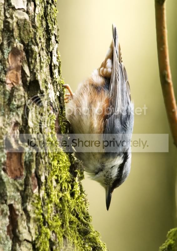 Nuthatch3.jpg