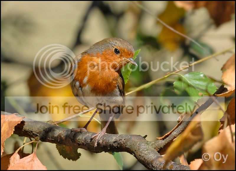 3sis_240706_robin.jpg