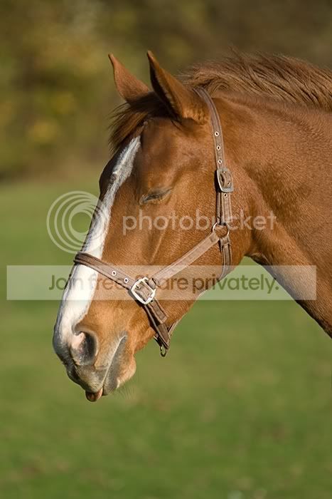 Horse1700pix.jpg