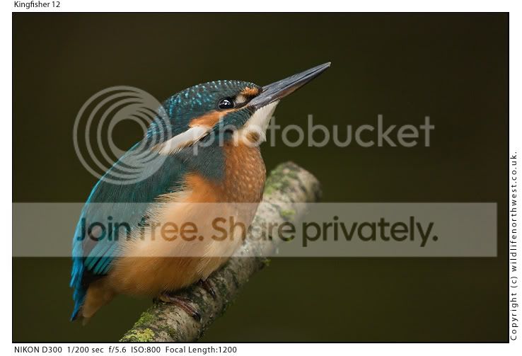 Kingfisher12.jpg