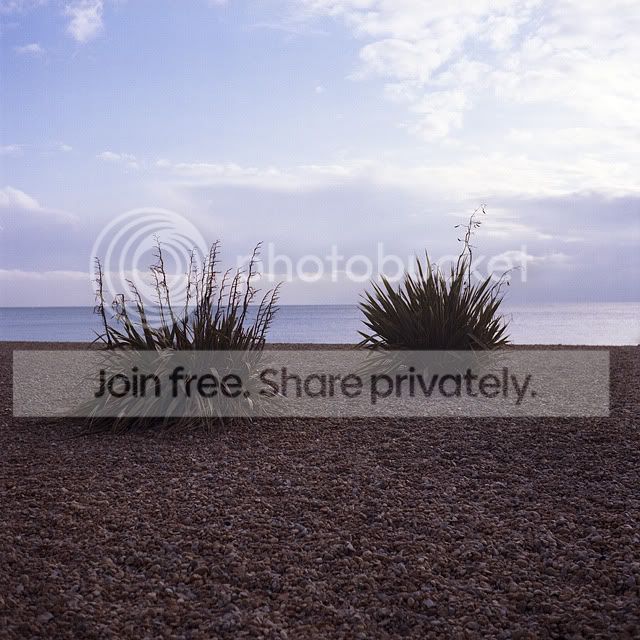 Brighton10-BeachBushes.jpg