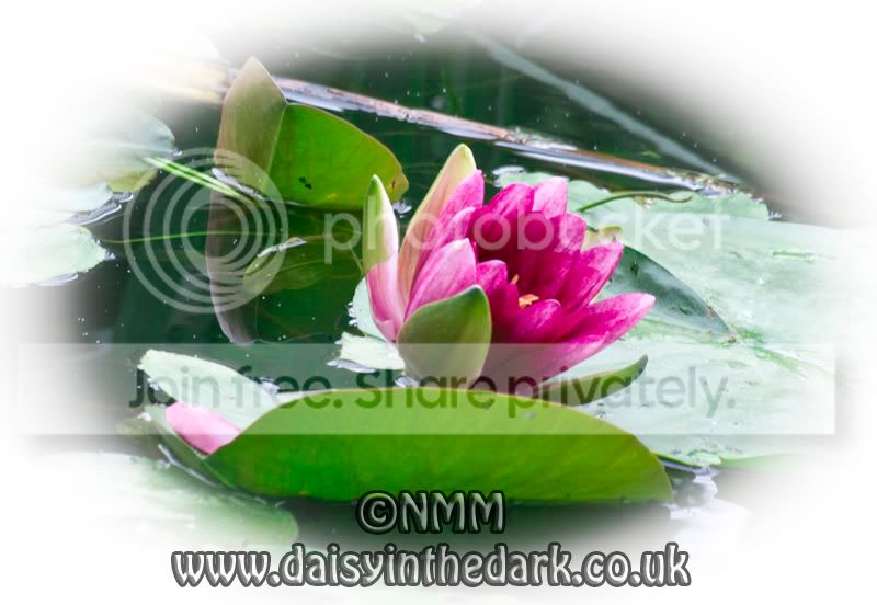waterlilywm.jpg