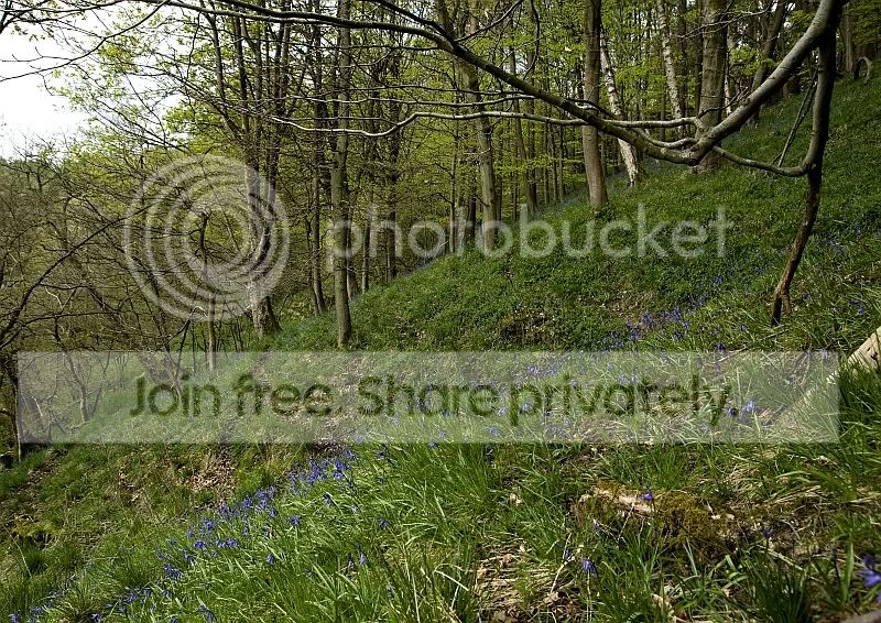 Bluebells.jpg
