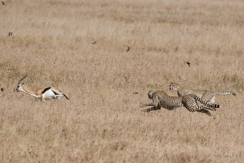 Cheetahs%20400mm.jpg