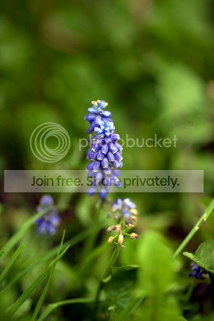 Blueflower135.jpg