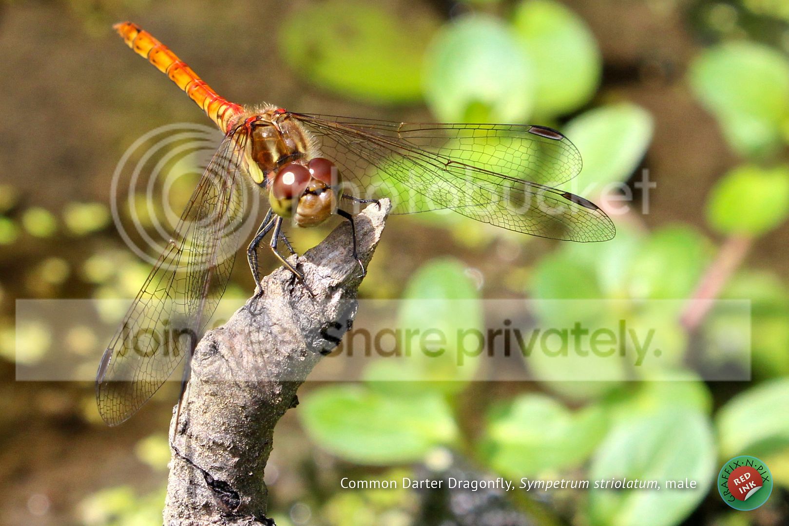 CommonDarter_0758R.jpg