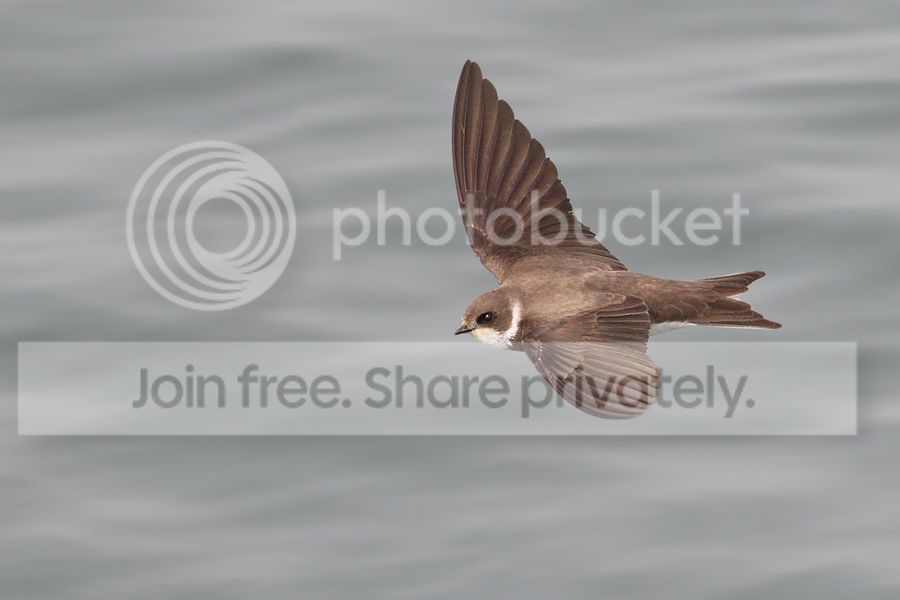 7D2_4061%20b%20900.jpg~original