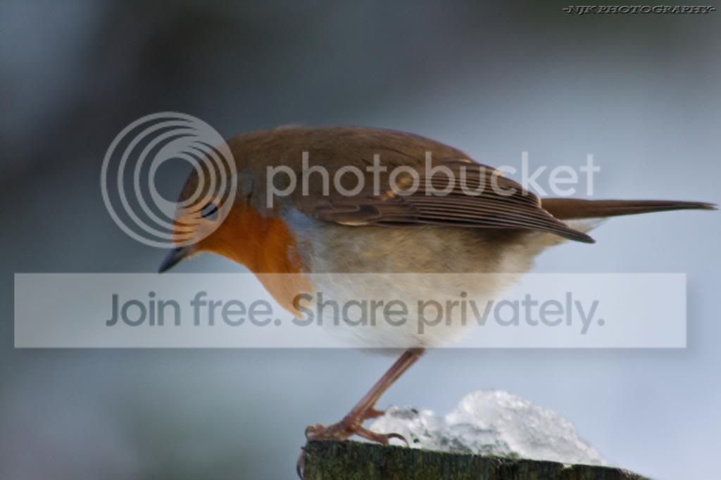 week4-wild-robin_zpse936cd82.jpg