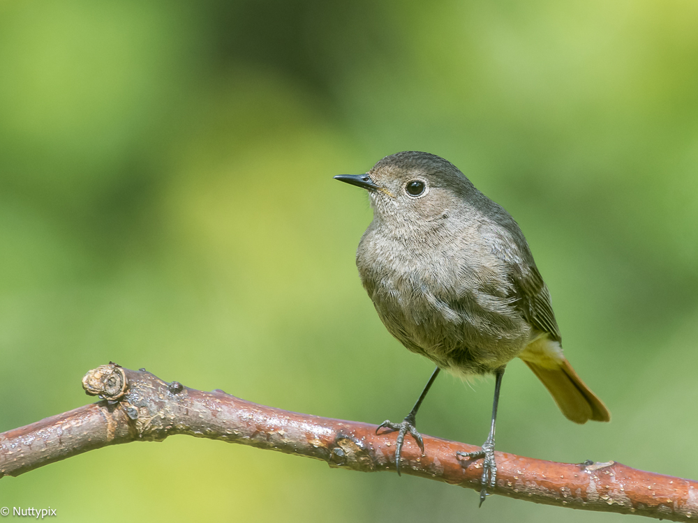 TP_Juv_Blk_redstart.jpg