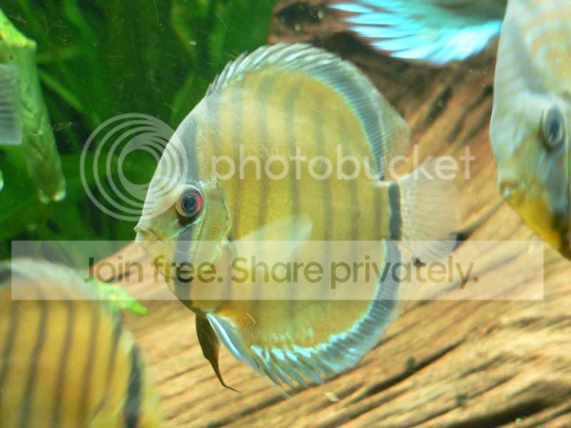 Discus_small4.jpg