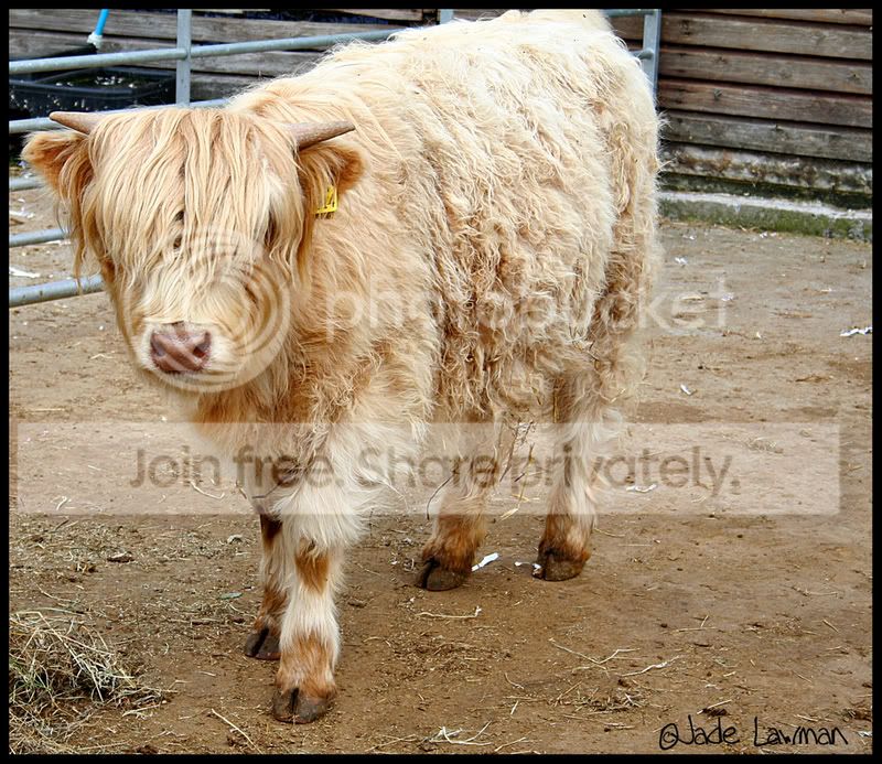 highlandcow.jpg