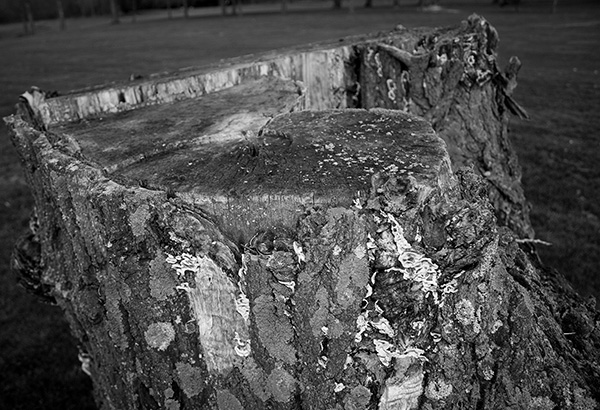 bw_stump.jpg