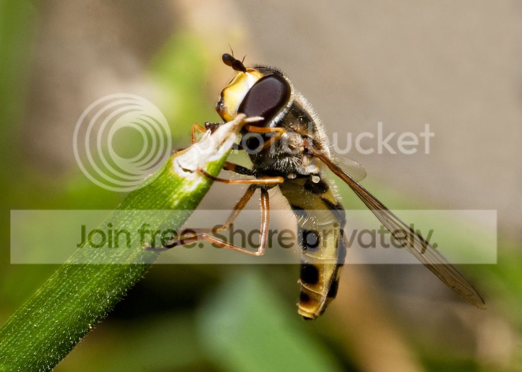 hoverflynewnew.jpg