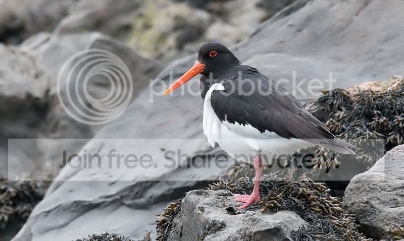 _MG_1321_Oystercatcher.jpg