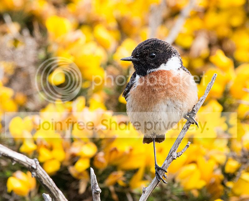 _MG_1096_stonechat.jpg