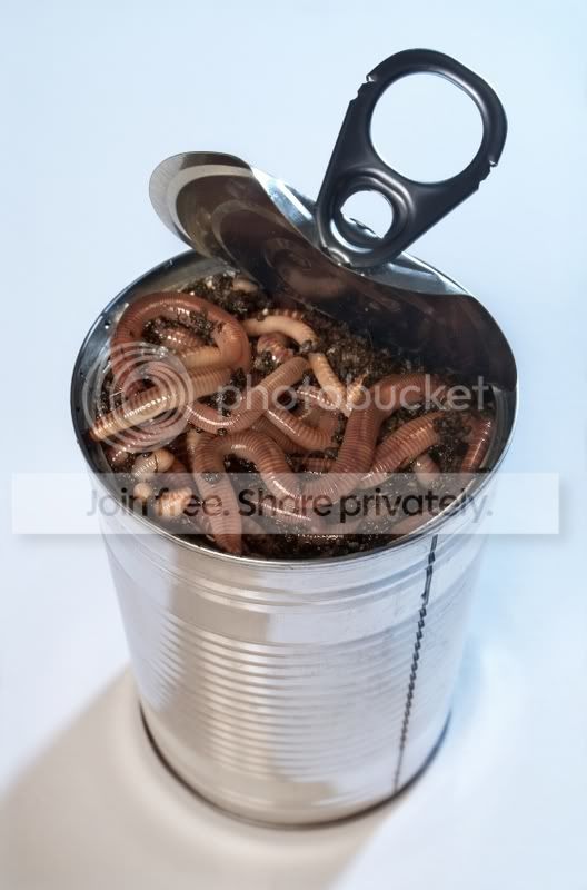 iStock_can20of20worms.jpg