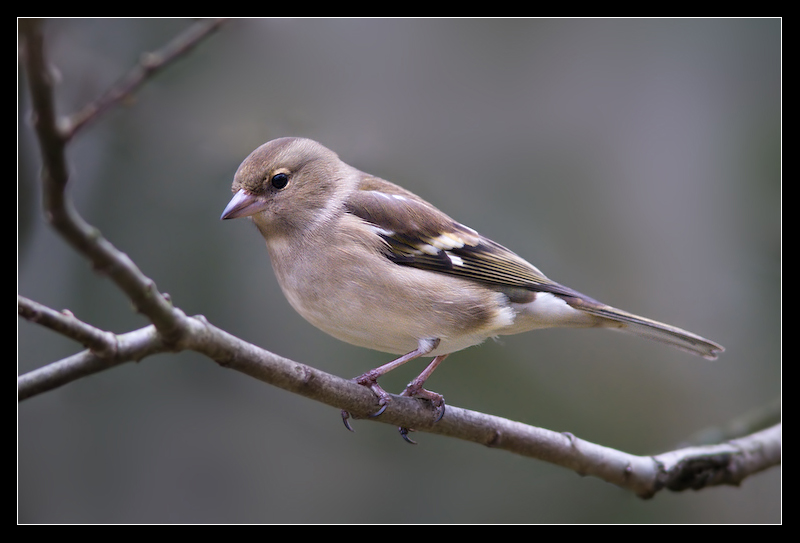 Charlotte_the_Chaffinch_by_MessiahKhan.jpg