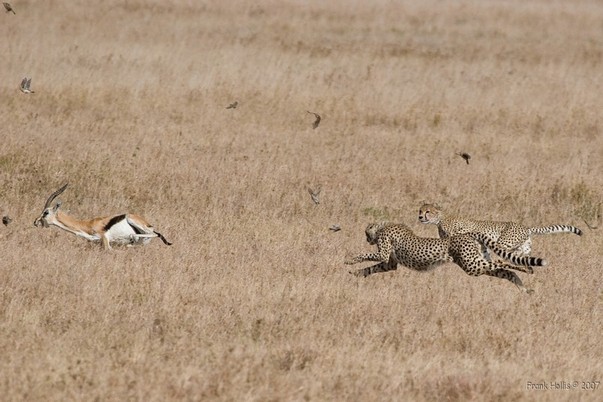 Cheetahs%20300mm.jpg