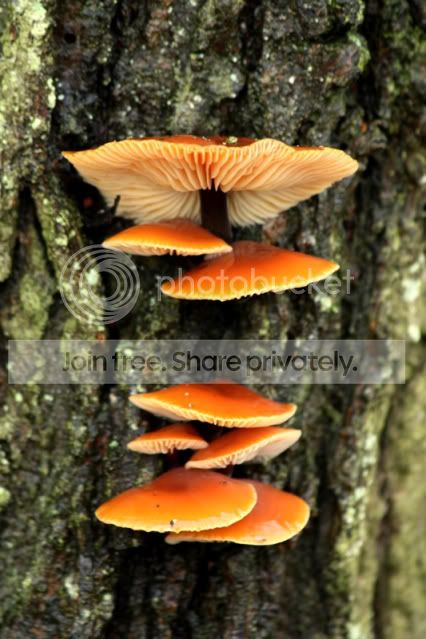 Fungi6-Copy-1.jpg