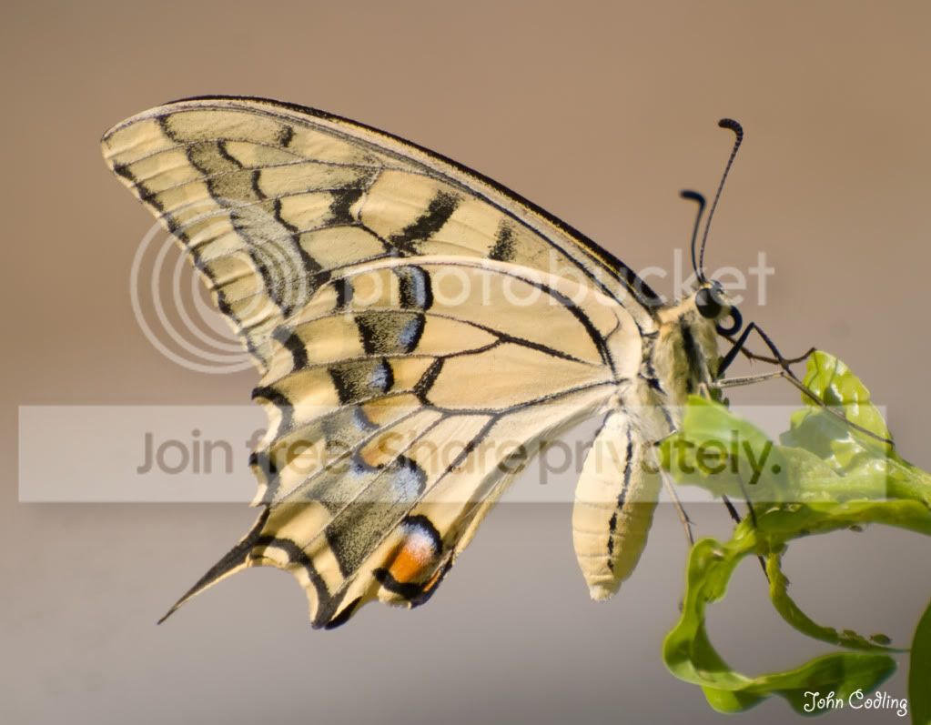 Swallowtail.jpg