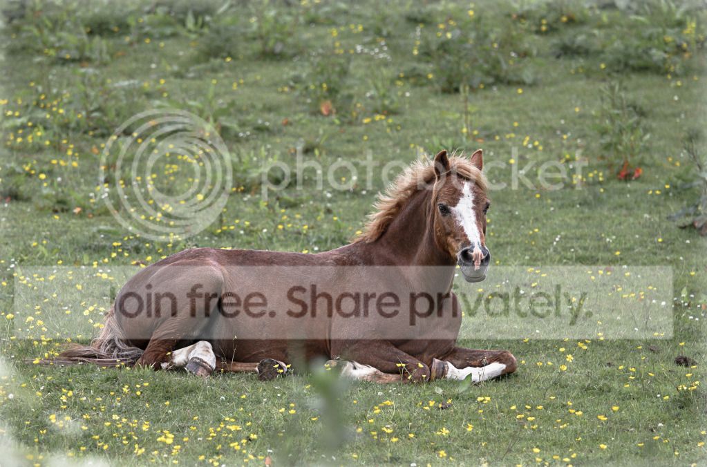 horsey_Field_LR_edit1.jpg