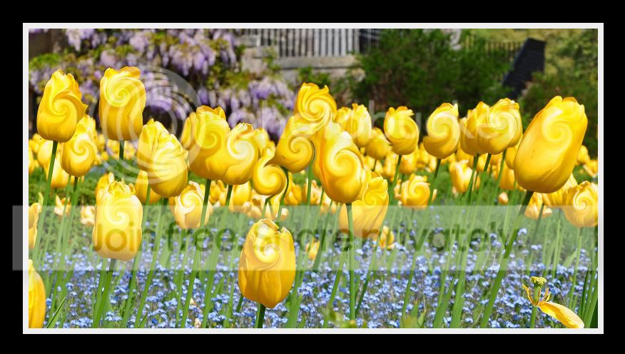 Tulips-2-1.jpg