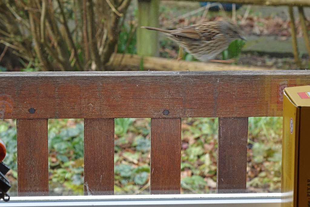 dunnock2.jpg